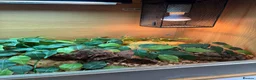 Corn Snake reptiles for sale: Anery corn snake with full enclosure  - Advert 3