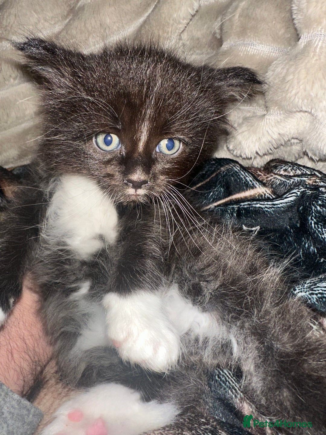 Ragcoon cats for sale: 2 maine Coon x Ragdoll kittens  - Advert 2