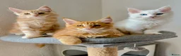 Maine Coon cats for sale: Maine Coon Kittens - Advert 1