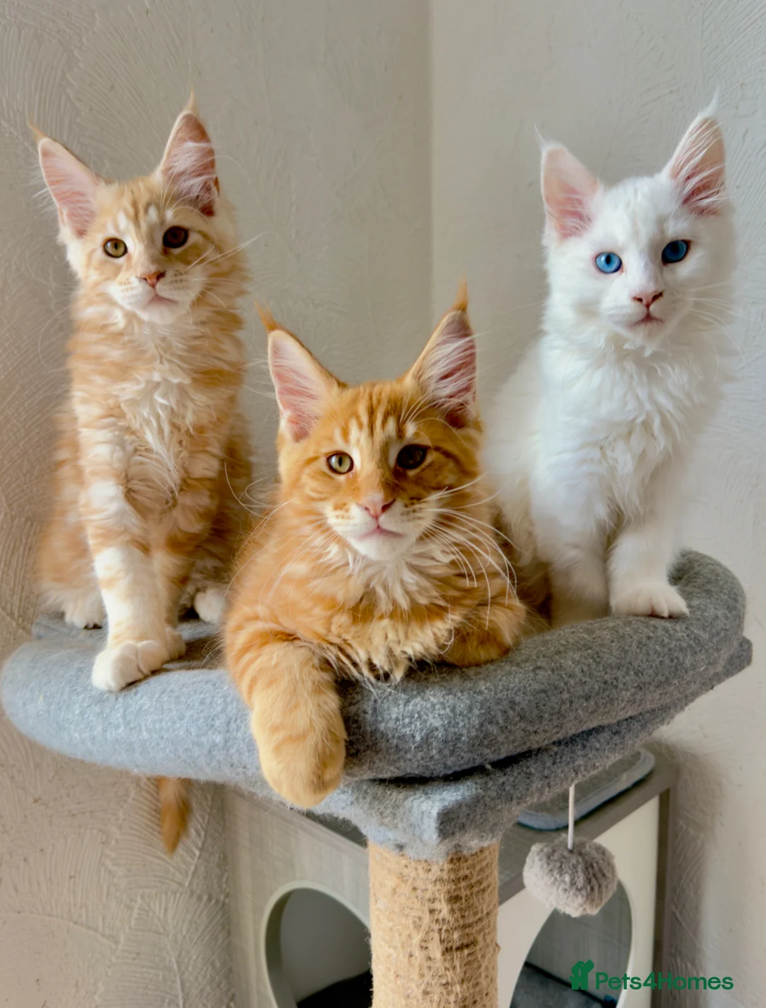 Maine Coon cats for sale: Maine Coon Kittens - Advert 1