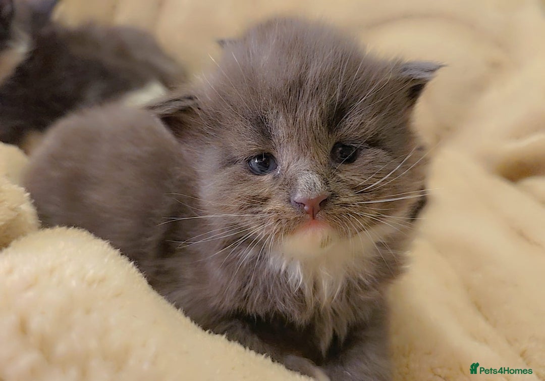 Maine Coon cats for sale: Stunning cubs  - Image 12