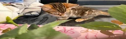 Bengal cats for sale: Top Quality Bengal Kittens (2 Boys, 1 Girl) - Advert 3