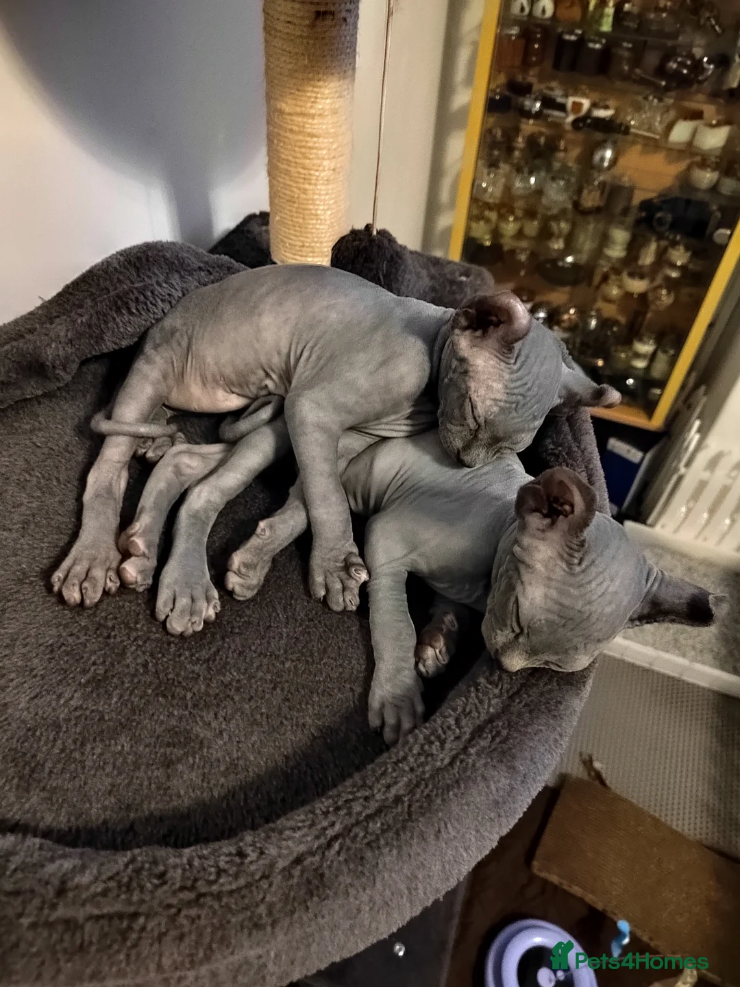 Sphynx cats for sale: Pair of Silver-Blue Elf Sphynx  - Advert 14