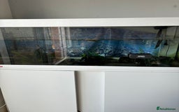 Axolotl reptiles for sale: Three axolotls and full set-up  - Image 1