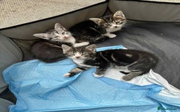 American Shorthair cats for sale: 4 male american shorthairs - Image 6