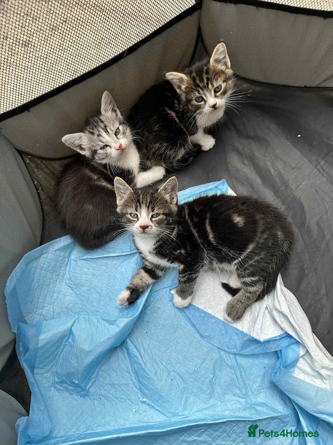 American Shorthair cats for sale: 4 male american shorthairs - Image 6