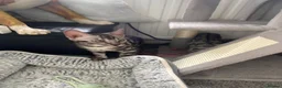 Bengal cats for sale: LAST THREE Ready now GCCF REGISTERED  - Advert 30