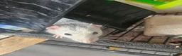 Rat rodents for sale: 4 female rats for adoption  - Advert 7