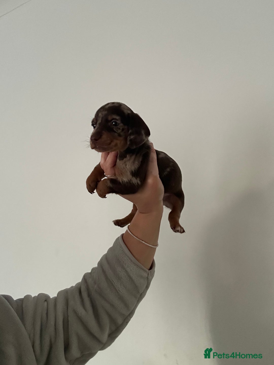 Miniature Dachshund dogs for sale: Miniature dashounds  - Advert 7