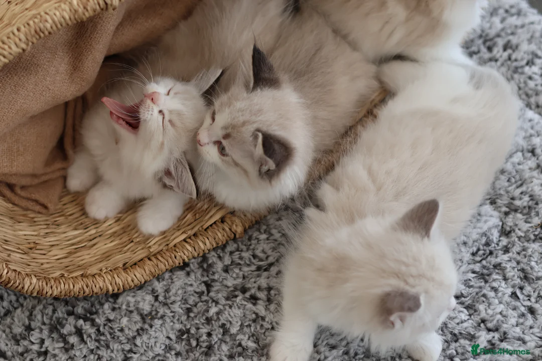 Ragdoll cats for sale: Tica Registered 💎 Ragdoll Kittens - Advert 1