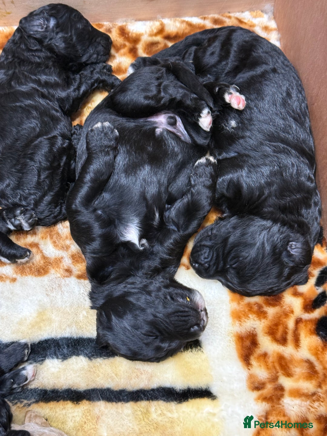 Bernedoodle dogs for sale: Bernedoodle puppies  - Image 17