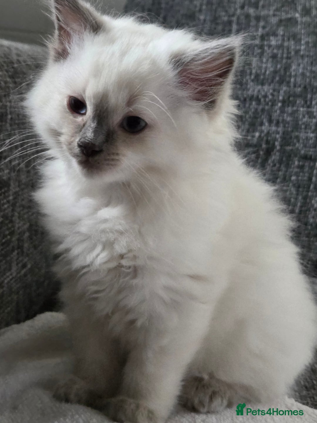 Ragdoll cats for sale: 1 wee beautiful blue ragdoll available - Image 4