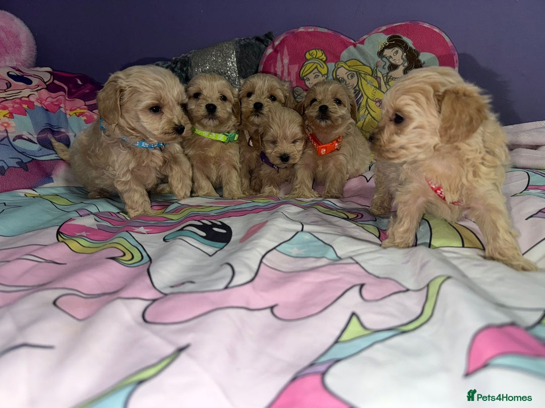 Maltipoo dogs for sale: Outstanding maltipoo - Advert 14