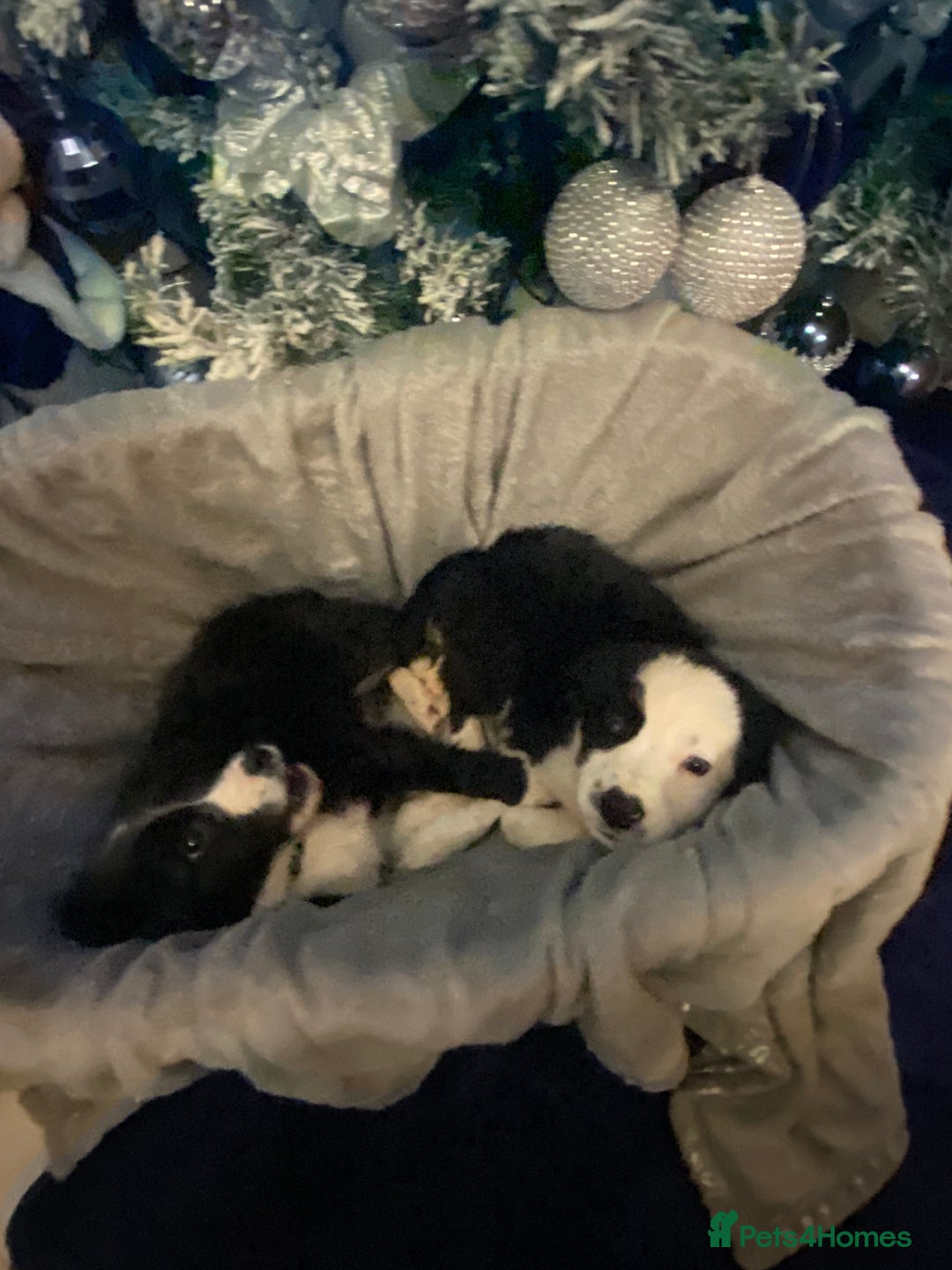 Border Collie dogs for sale: Border collie puppies  - Advert 8