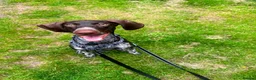 German Shorthaired Pointer dogs for sale: Poppy - Advert 3
