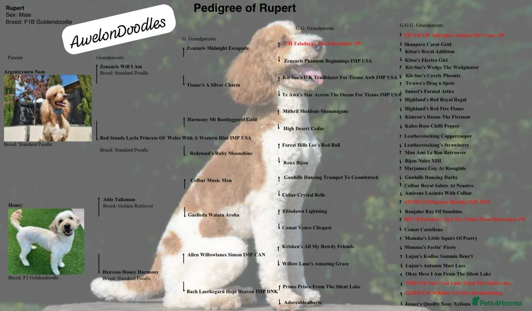 Goldendoodle dogs for sale: Goldendoodle Puppies - waitlist  in Shrewsbury - Advert 3