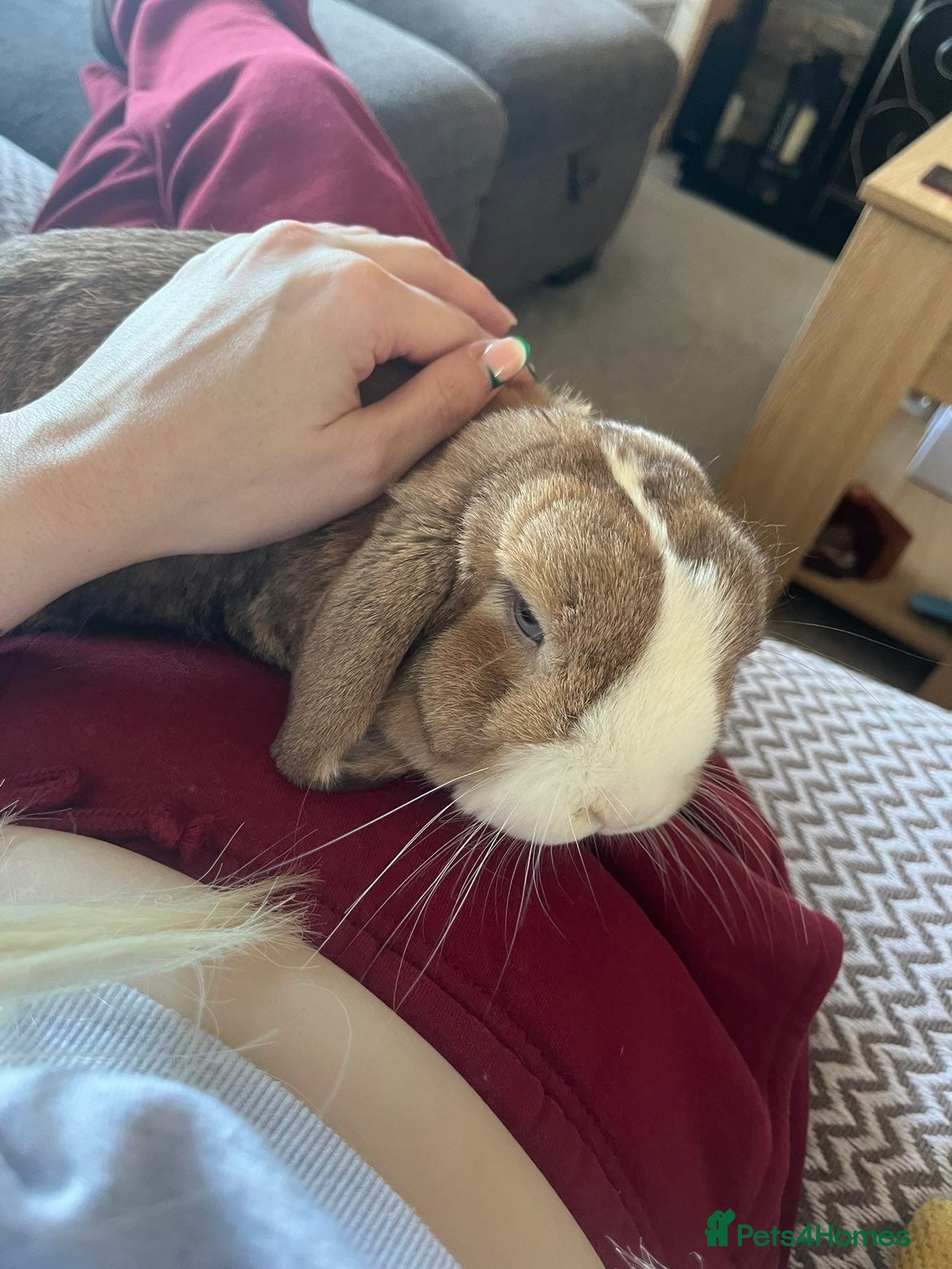 Mini Lop rabbits Gorgeous mini lop bunny - Advert 4