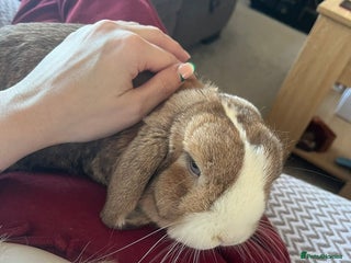 Mini Lop rabbits Gorgeous mini lop bunny - Advert 1