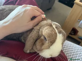 Mini Lop rabbits Gorgeous mini lop bunny - Advert 12