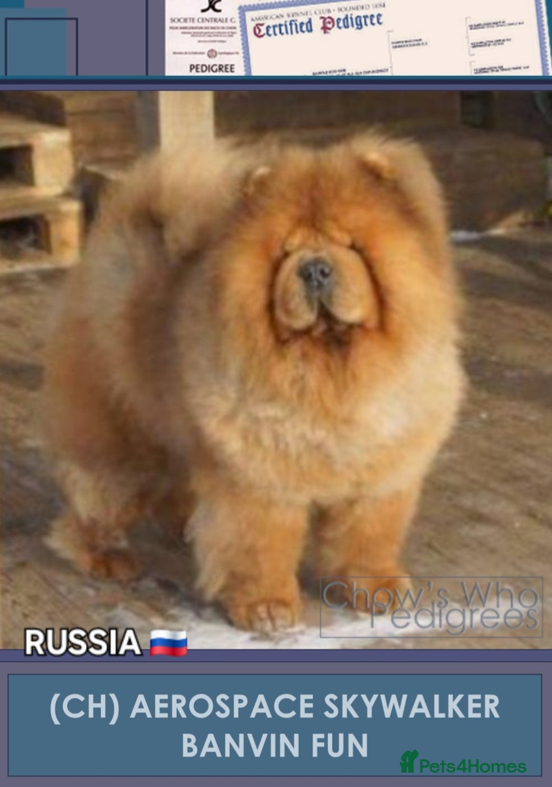 Chow Chow dogs for stud: KC Blue Chow Stud Blue Chow Chow Stud  - Advert 15