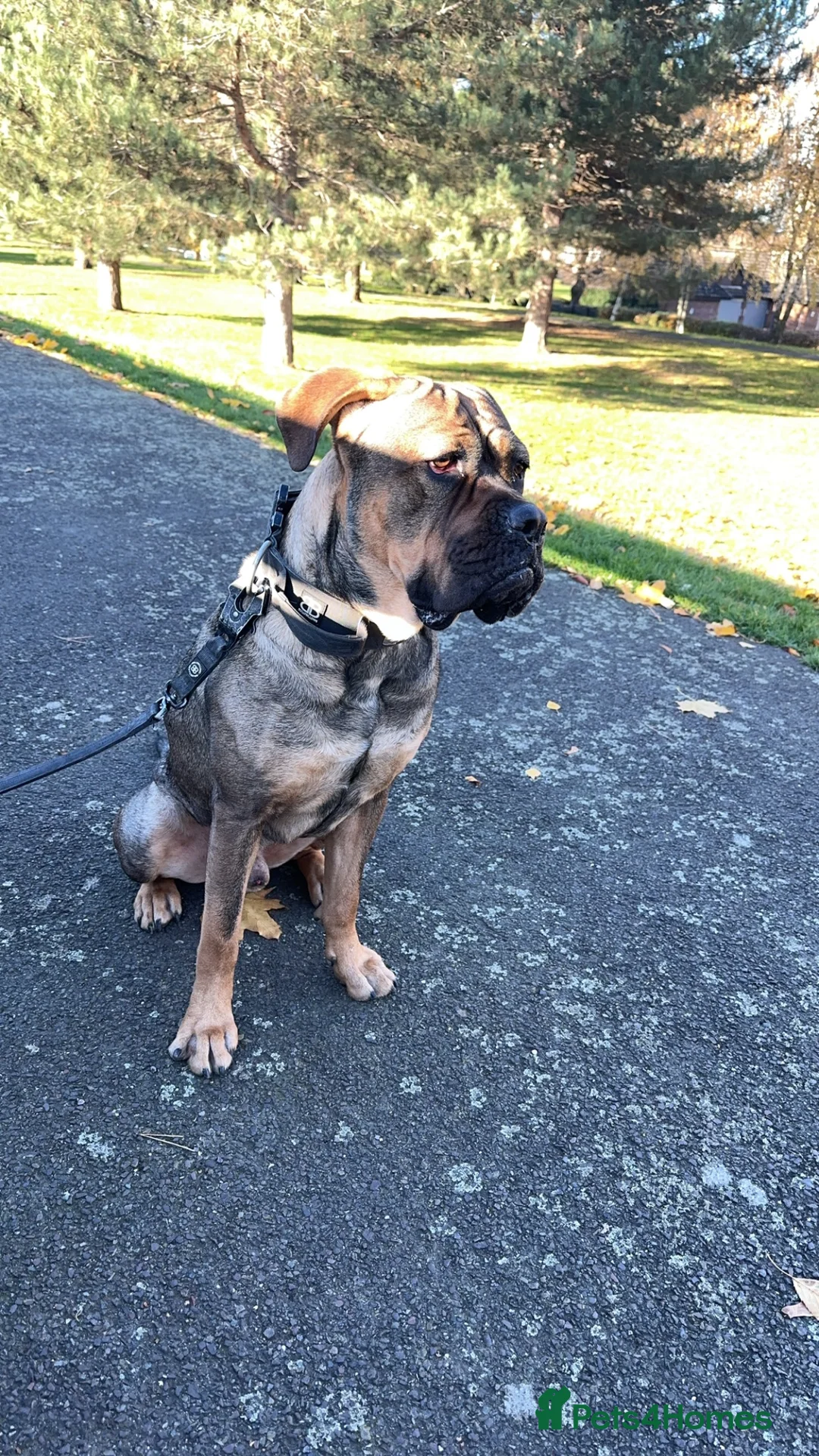 Mixed Breed dogs for sale: Buddy  - Advert 4