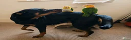Rottweiler dogs for sale: 🐶 Beautiful Rottweiler Puppies - Advert 8