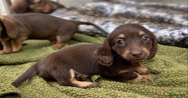 Dachshund dogs - Advert 1