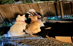 Mixed Breed dogs for sale: Snowy - Image 17