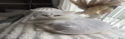 Persian cats for sale: Casper male stud for sale  - Advert 3