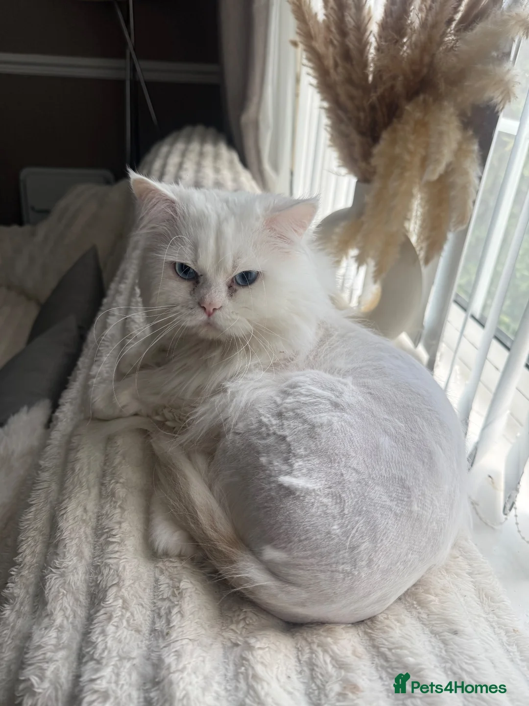 Persian cats for sale: Casper male stud for sale  - Advert 3
