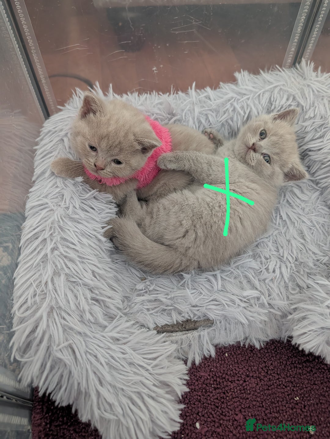 British Shorthair cats for sale: Cute lilac british short hair girl - Advert 3