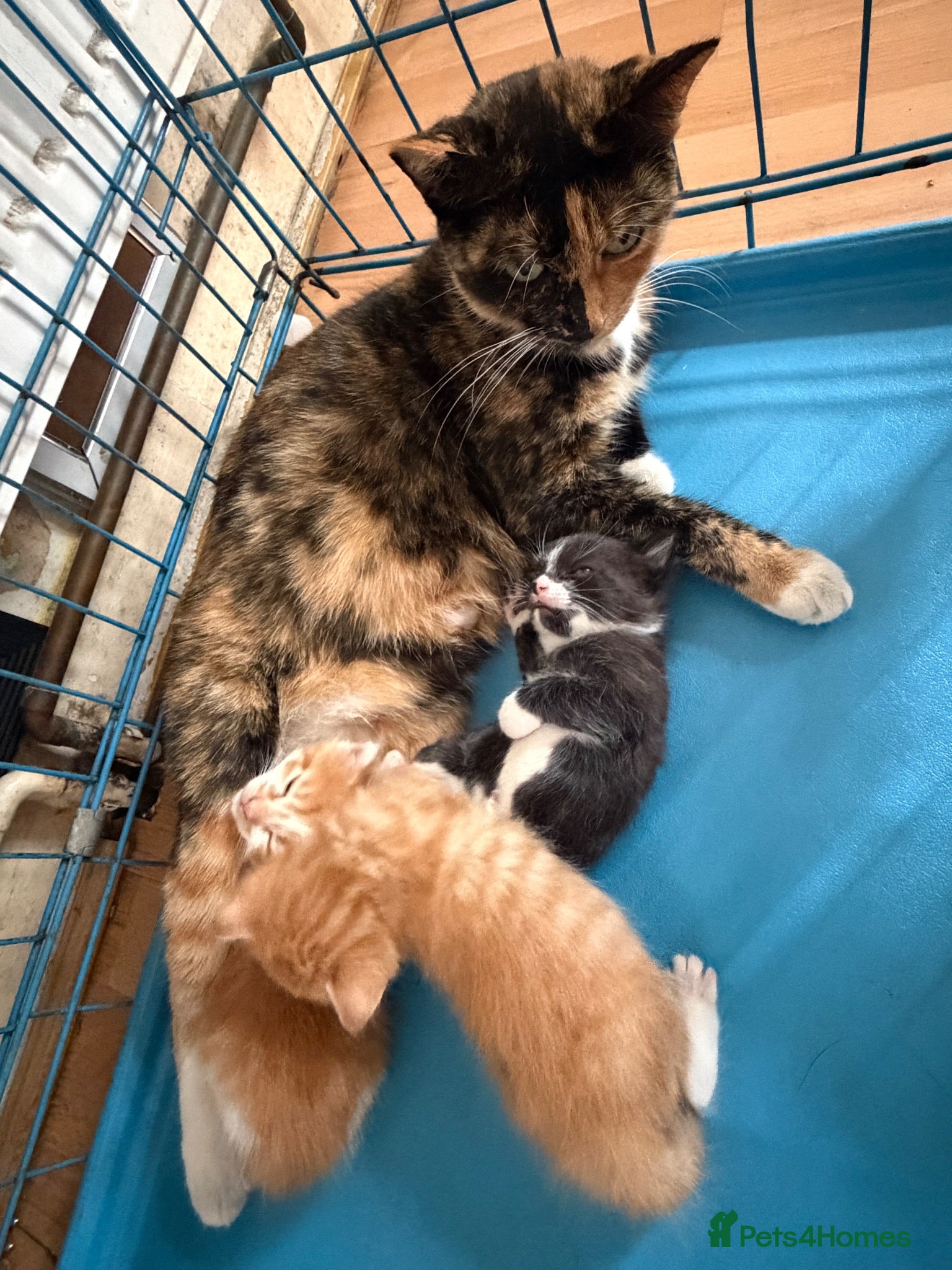 Mixed Breed cats Little Girl Kitten - Advert 18