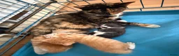 Mixed Breed cats for sale: Little Girl Kitten - Advert 1