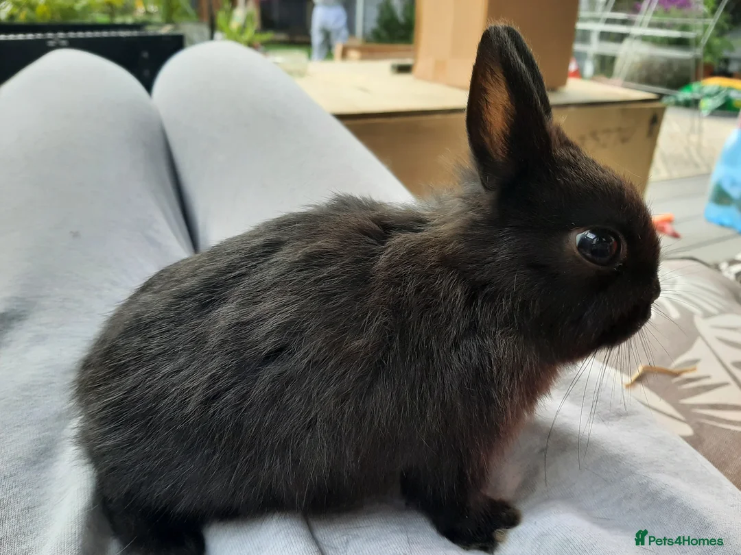 Netherland Dwarf rabbits for sale: Two beautiful netherland dwarf bunnies for sale🐰 - Advert 1