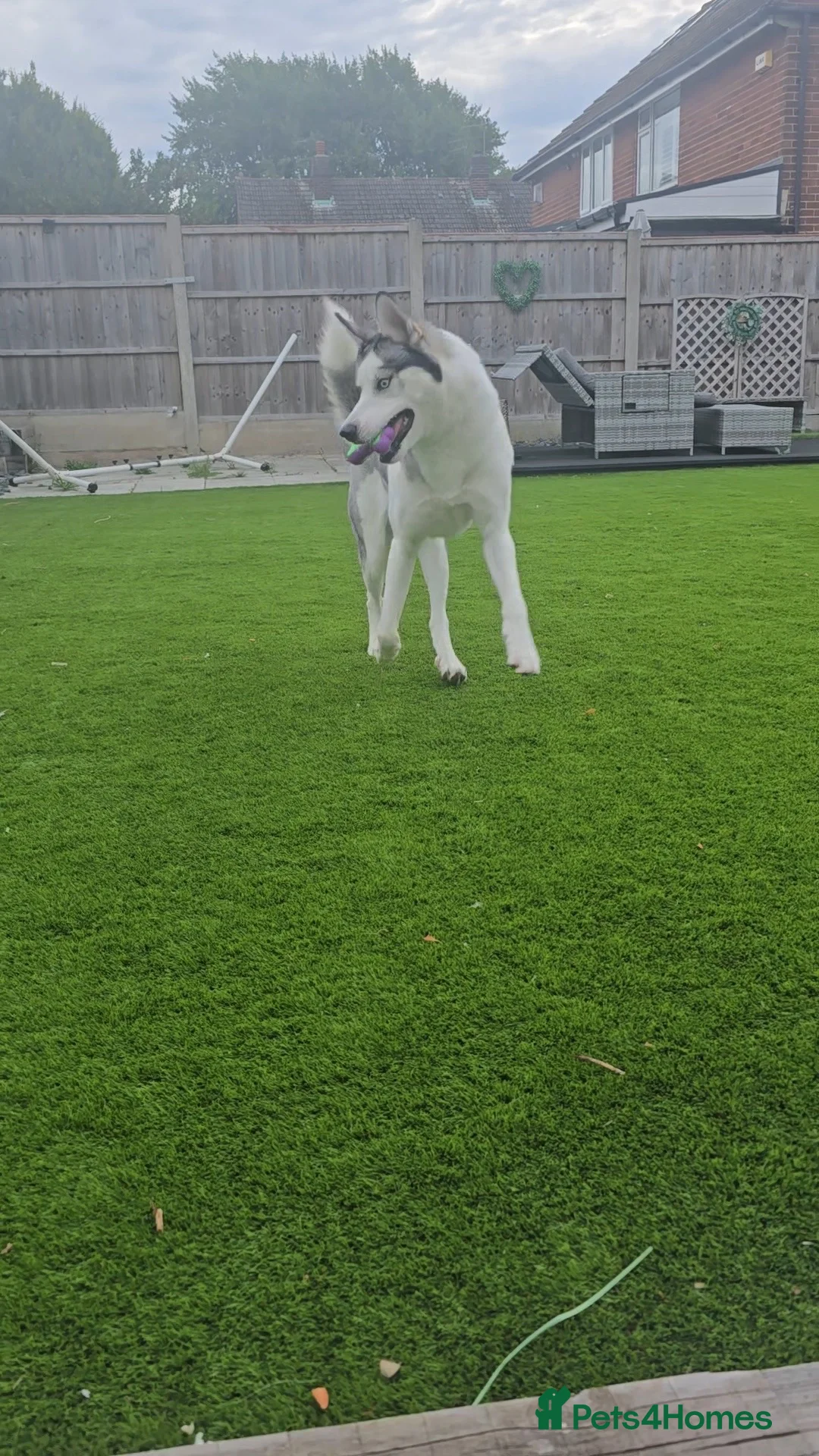 Siberian Husky dogs for stud: Siberian husky to stud - Advert 2