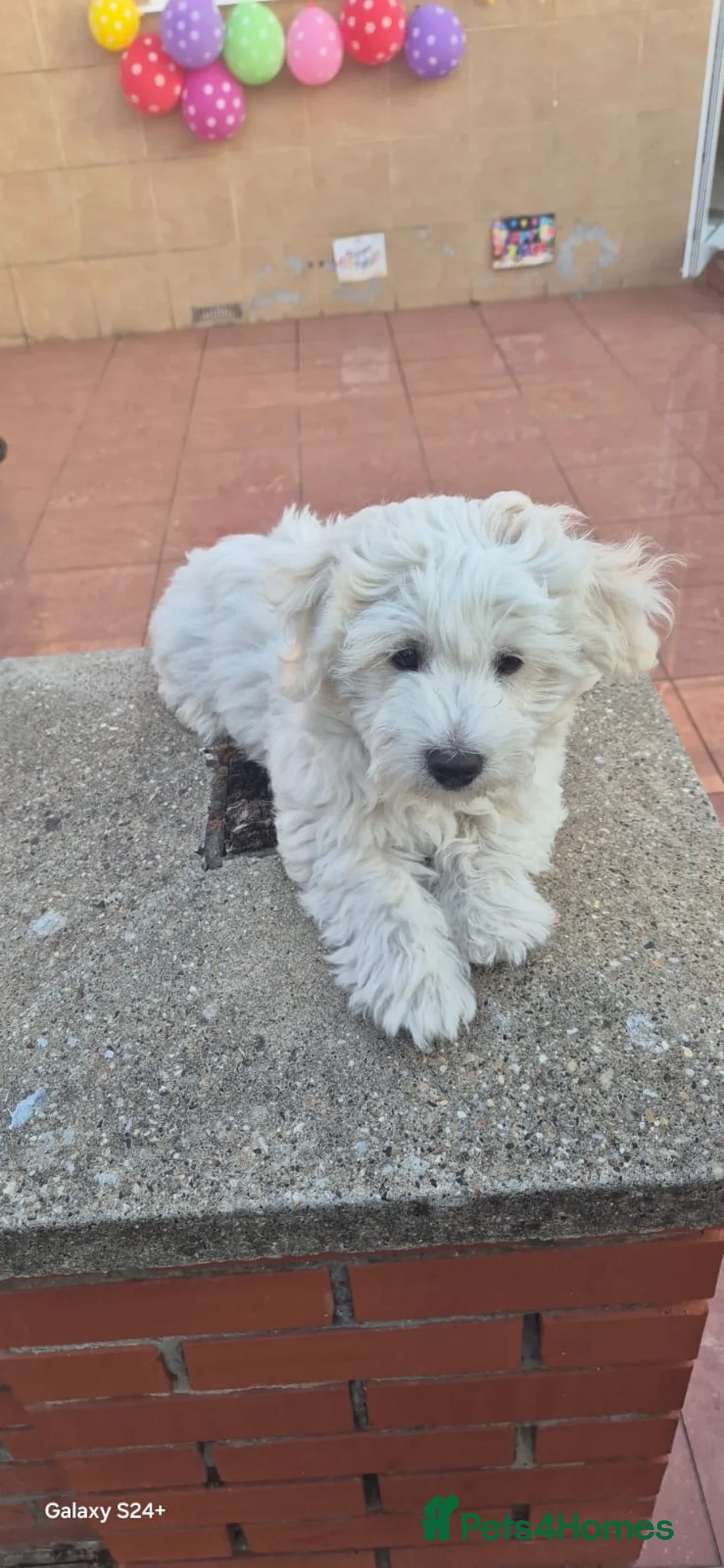 Bichon Frise dogs for sale: Hi there - Advert 2