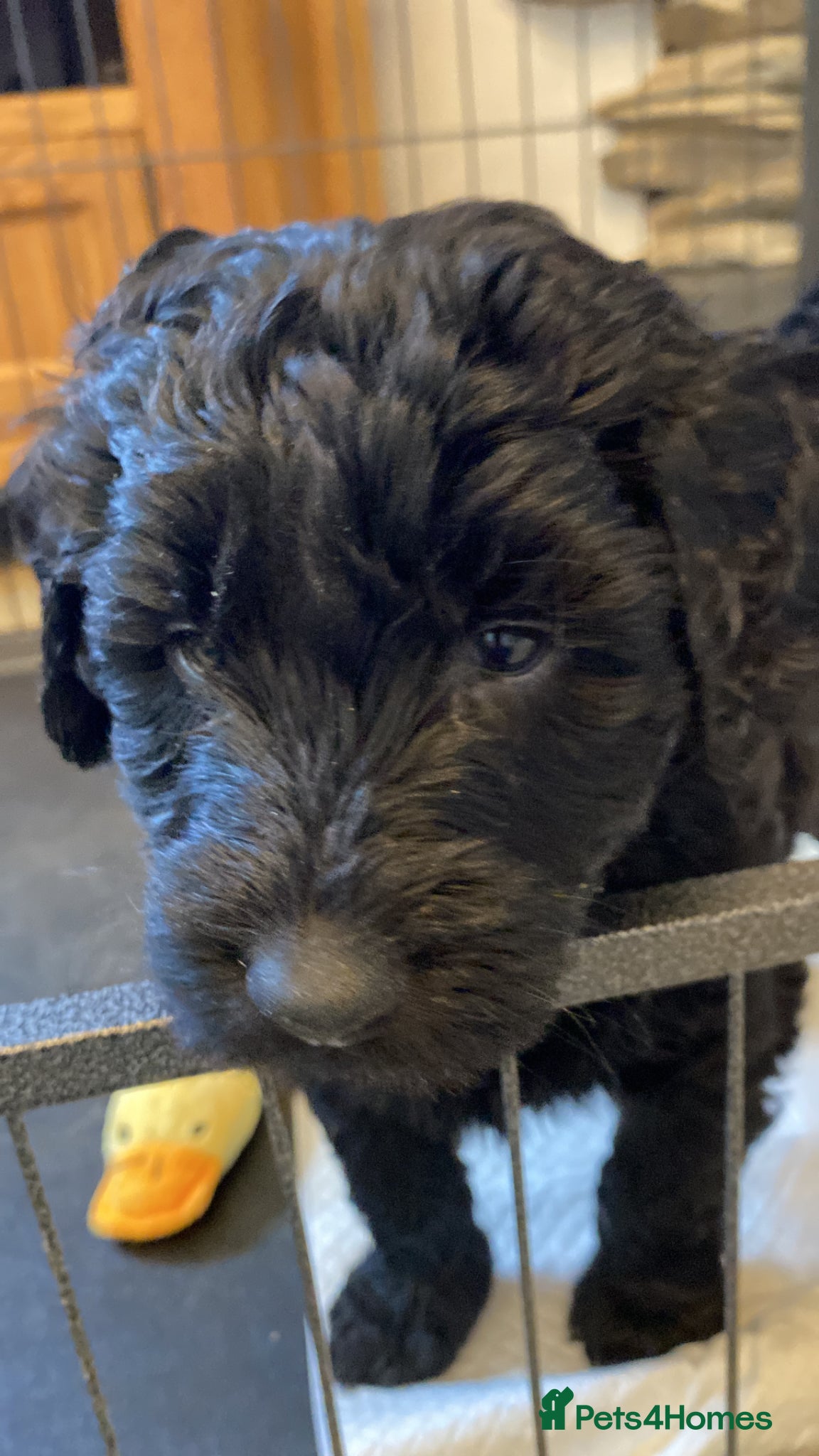 Labradoodle dogs for sale: LAST 3 LARGE PREMIUM MULTIGEN DOUBLE DOODLES 🐾🐾 - Advert 10