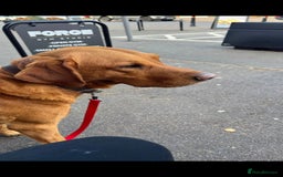 Labrador Retriever dogs for stud: Noah - Fox Red labrador pedigree -For Stud - Image 1