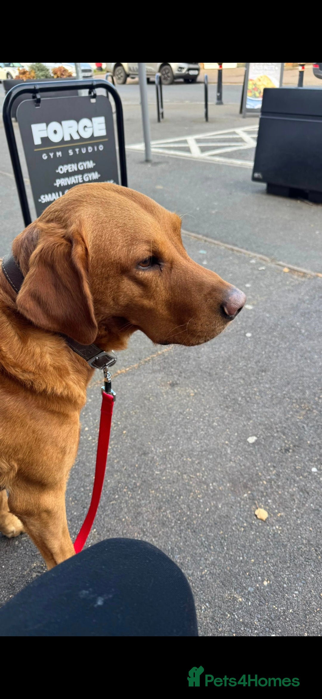 Labrador Retriever dogs for stud: Noah - Fox Red labrador pedigree -For Stud - Image 1