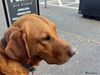 Labrador Retriever dogs for stud - Advert 1