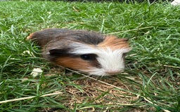 Guinea Pig rodents for sale: Male Guinea Pigs For Sale  - Image 6
