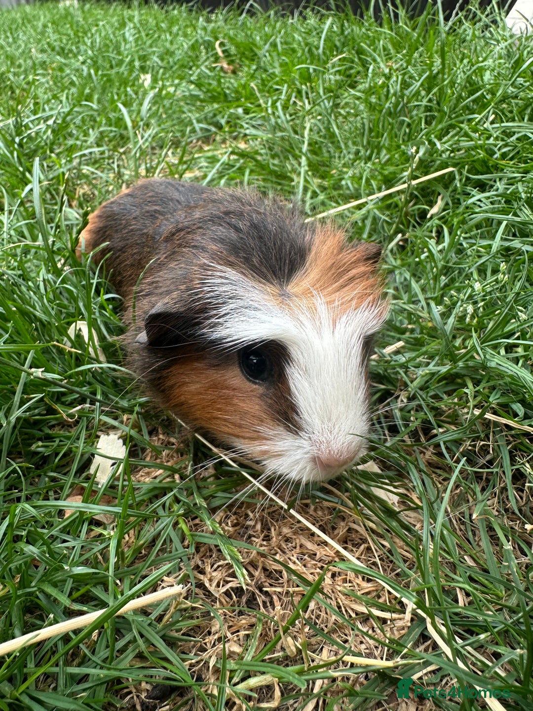 Guinea Pig rodents for sale: Male Guinea Pigs For Sale  - Image 6