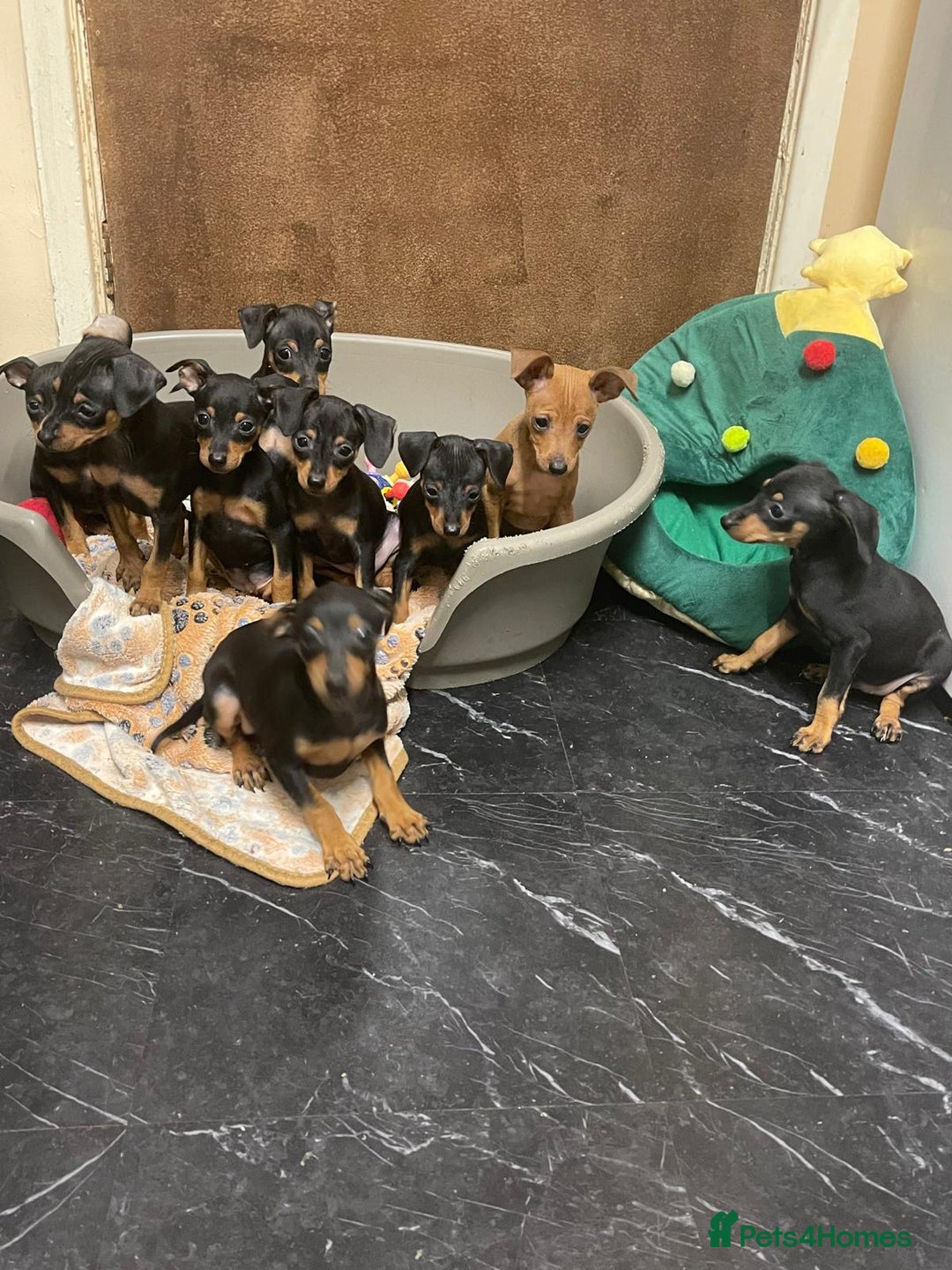 Miniature Pinscher dogs for sale: Beautiful Miniature Pinscher . - Advert 3