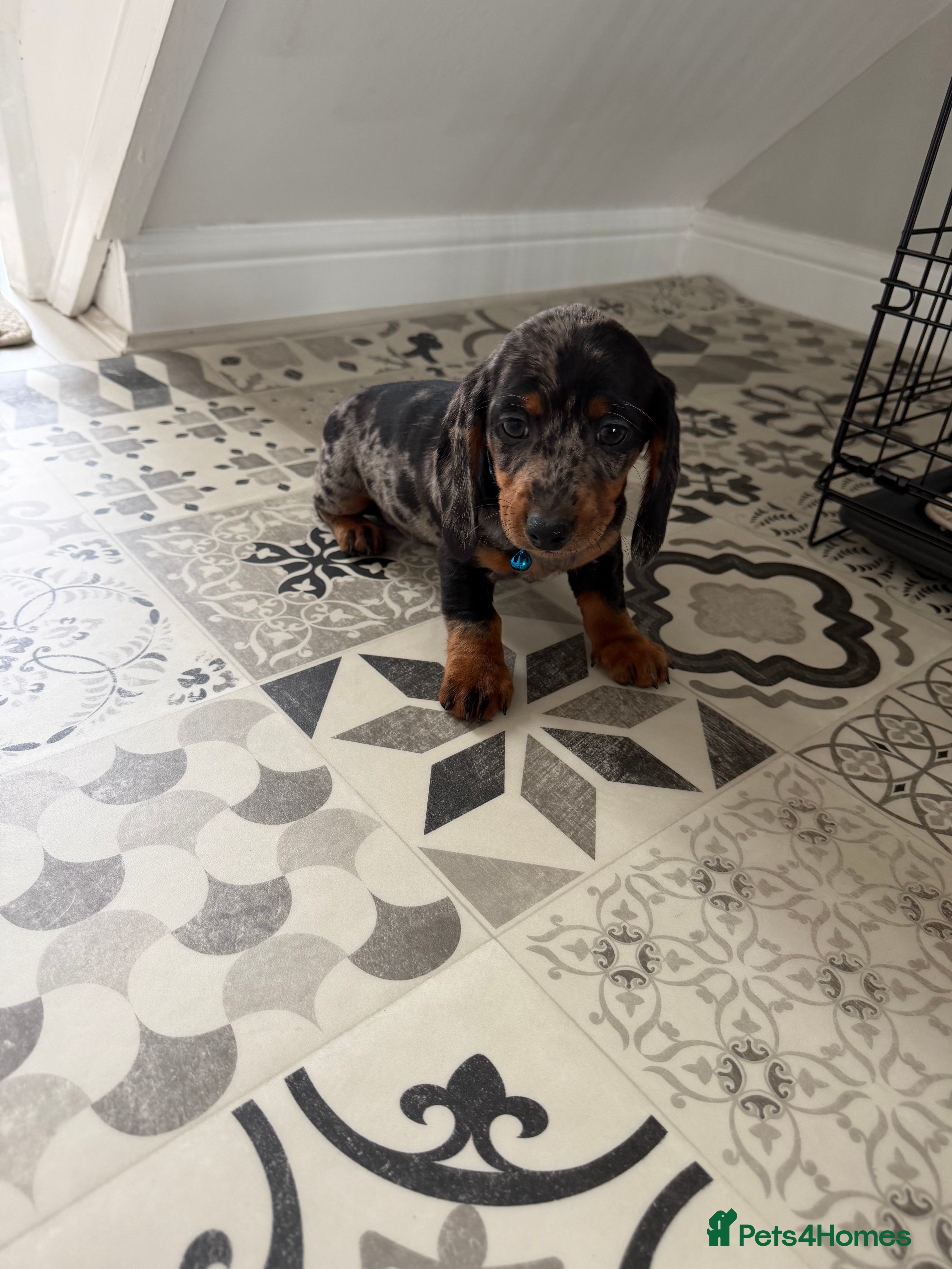 Miniature Dachshund dogs Dachshund Puppies Ready To Leave  - Advert 3