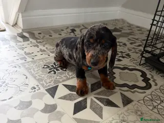 Miniature Dachshund dogs Dachshund Puppies Ready To Leave - Advert 3