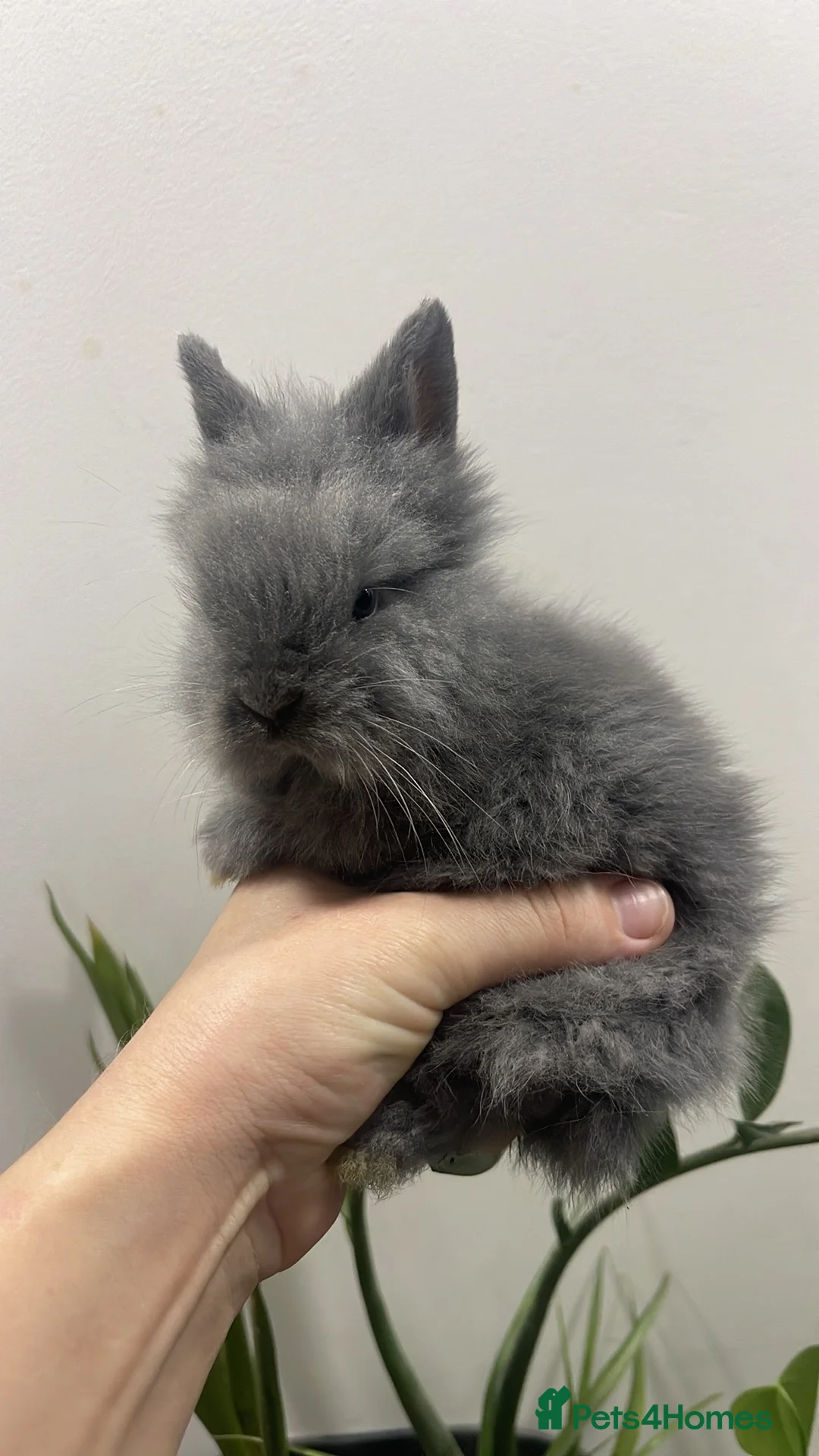 Lionhead rabbits for sale: Adorable Lionhead Bunnies - Advert 2