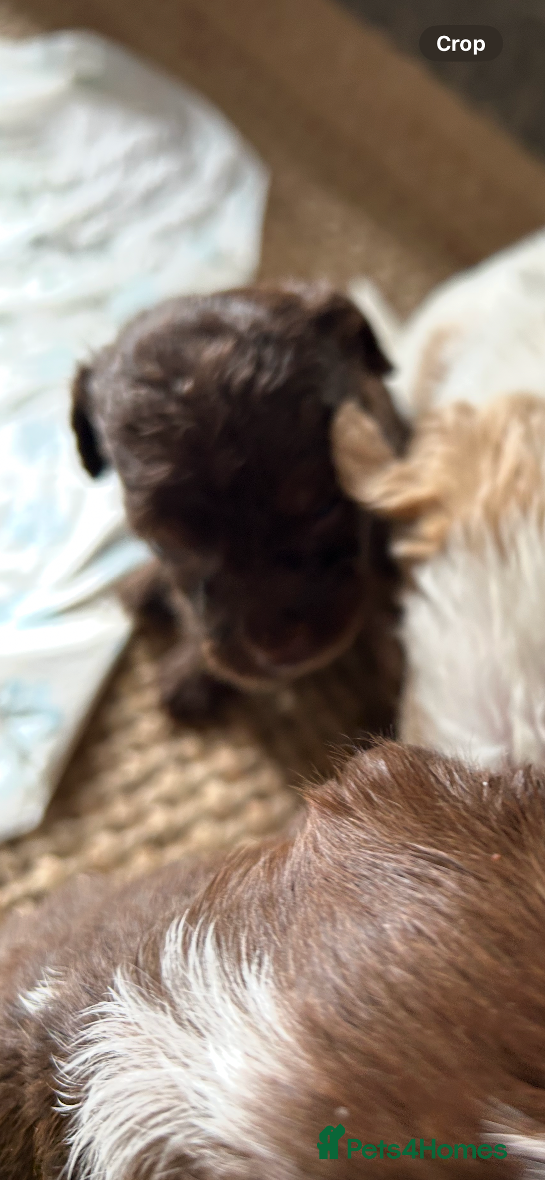 Mixed Breed dogs for sale: CockerpooXitalian spinone poo  - Image 13