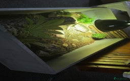 Tortoise reptiles for sale: Horsefield tortoise full set up - Image 2