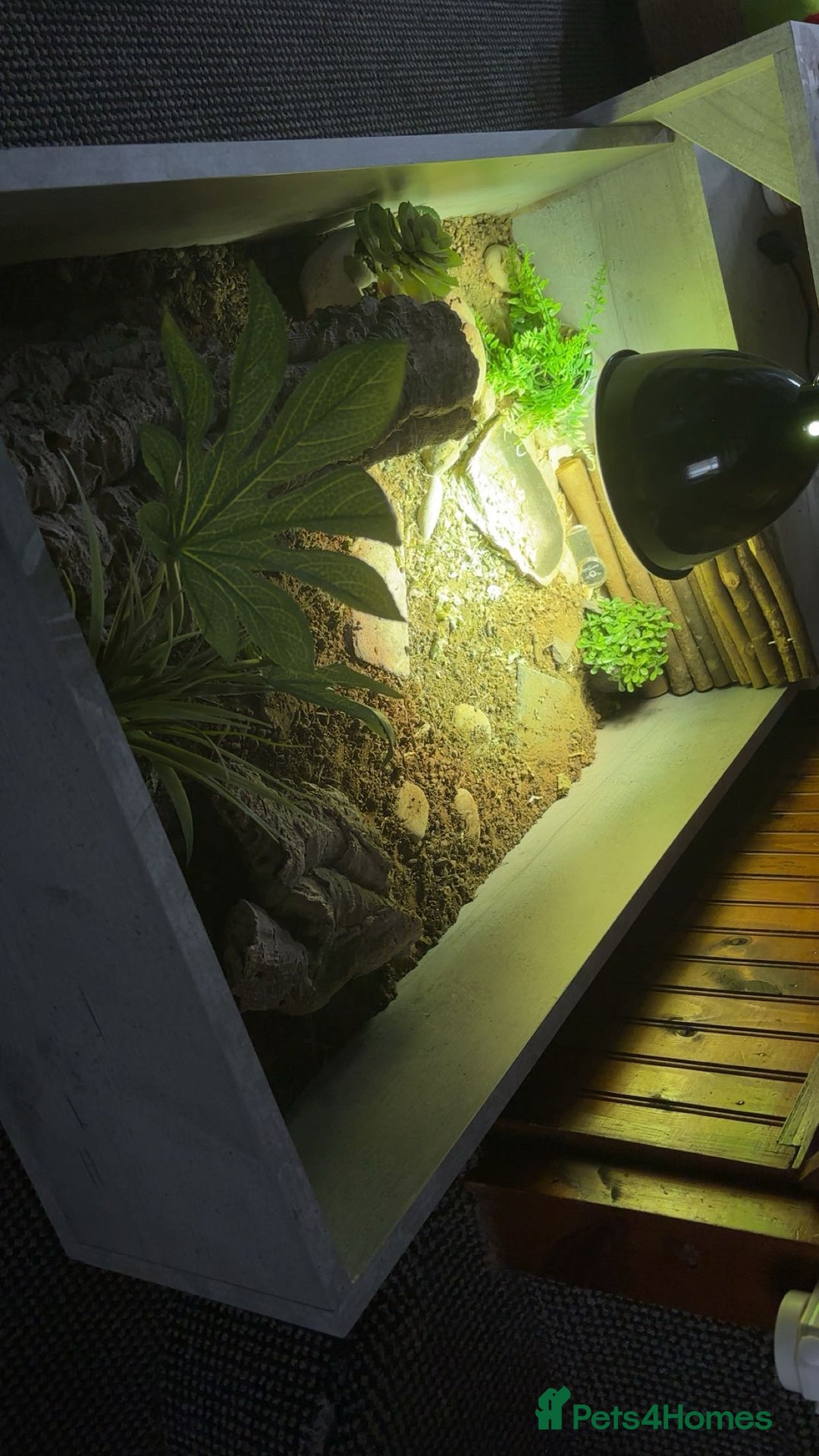 Tortoise reptiles for sale: Horsefield tortoise full set up - Image 2