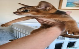 Abyssinian cats for sale: Pedigree abysinnian kittens - Image 7